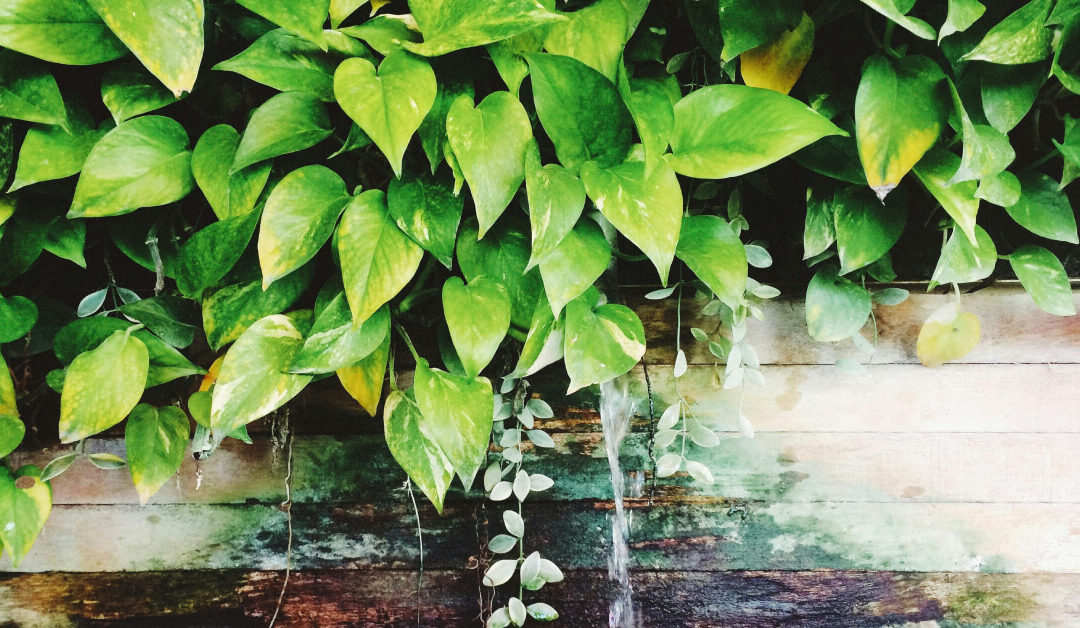 Golden Pothos