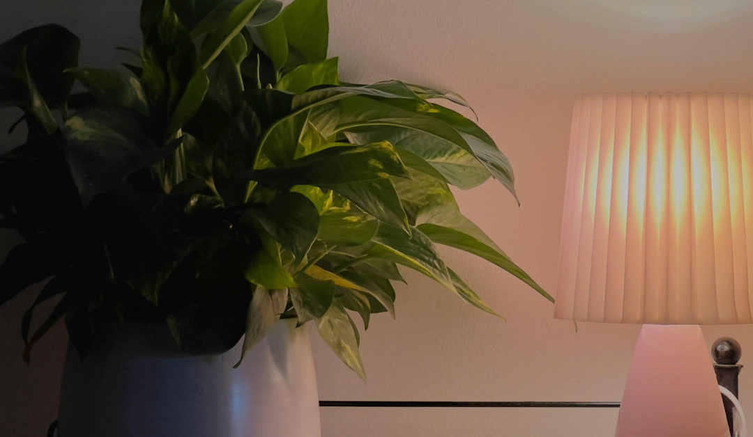 7 Best Houseplants for Dark Rooms and Low-Light Spaces