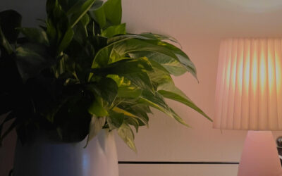 7 Best Houseplants for Dark Rooms and Low-Light Spaces