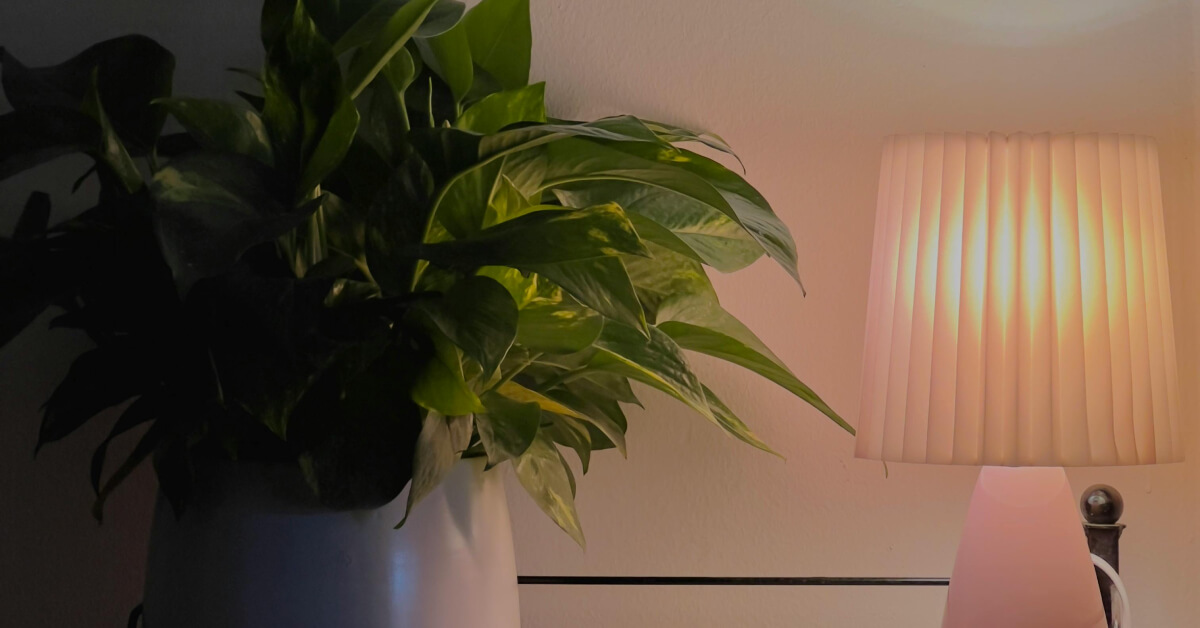 7 Best Houseplants for Dark Rooms and Low-Light Spaces