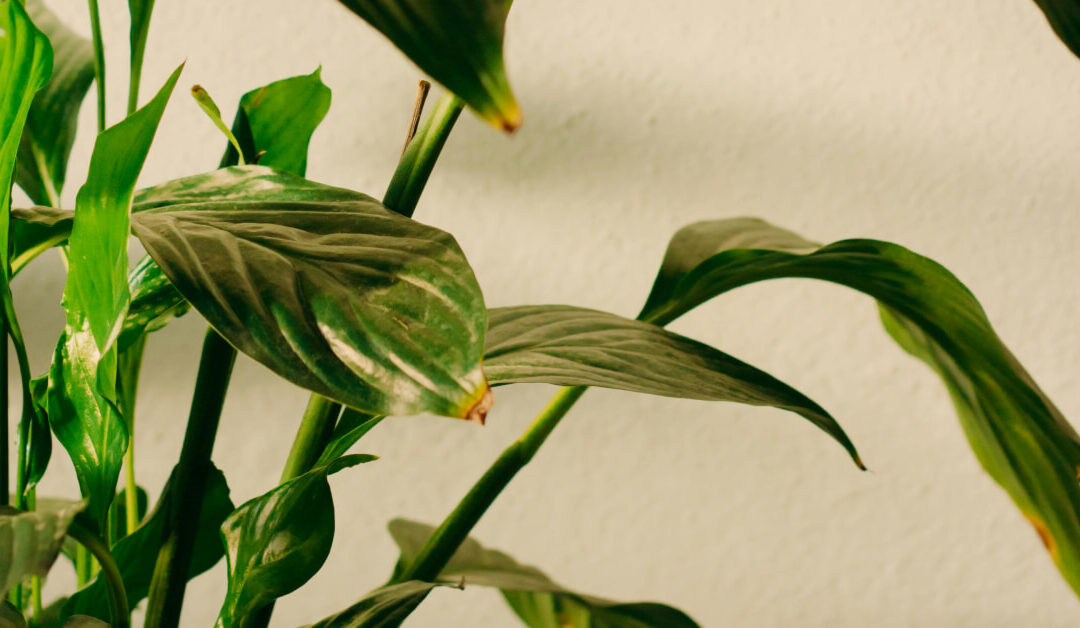 What Your Indoor Plant Is Trying to Tell You