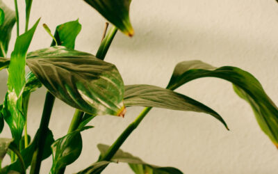 What Your Indoor Plant Is Trying to Tell You