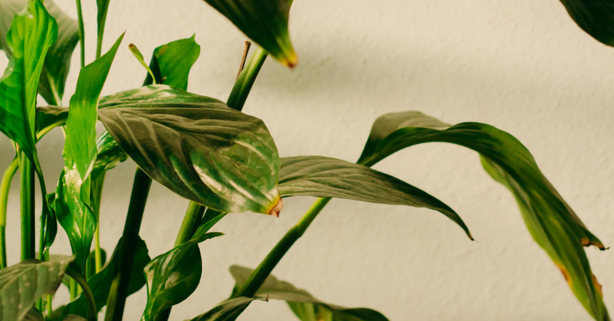 How to Read the Signs from Your Indoor Plants