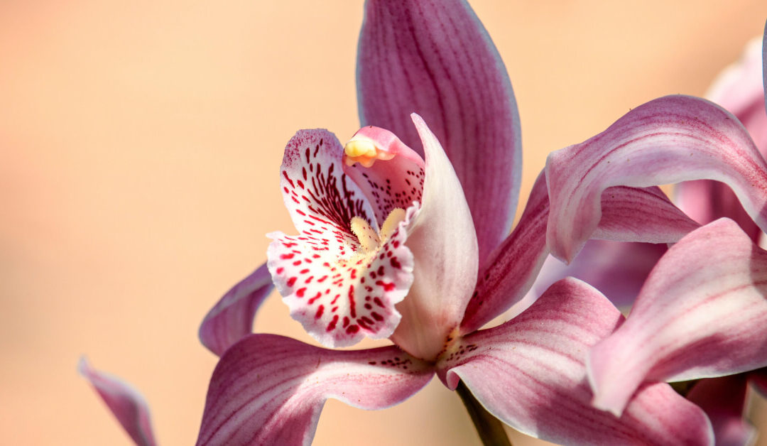 How to Care for Orchids Through Every Phase