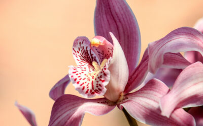 How to Care for Orchids Through Every Phase