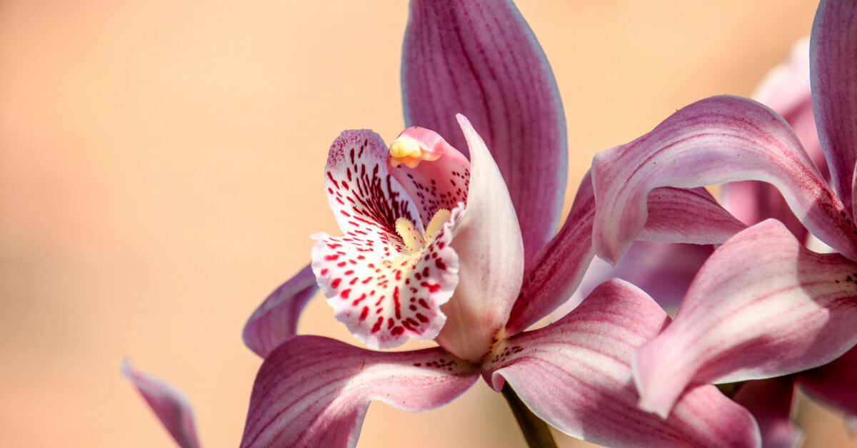 How to Care for Orchids: Tips for Every Phase, Even After Bloom