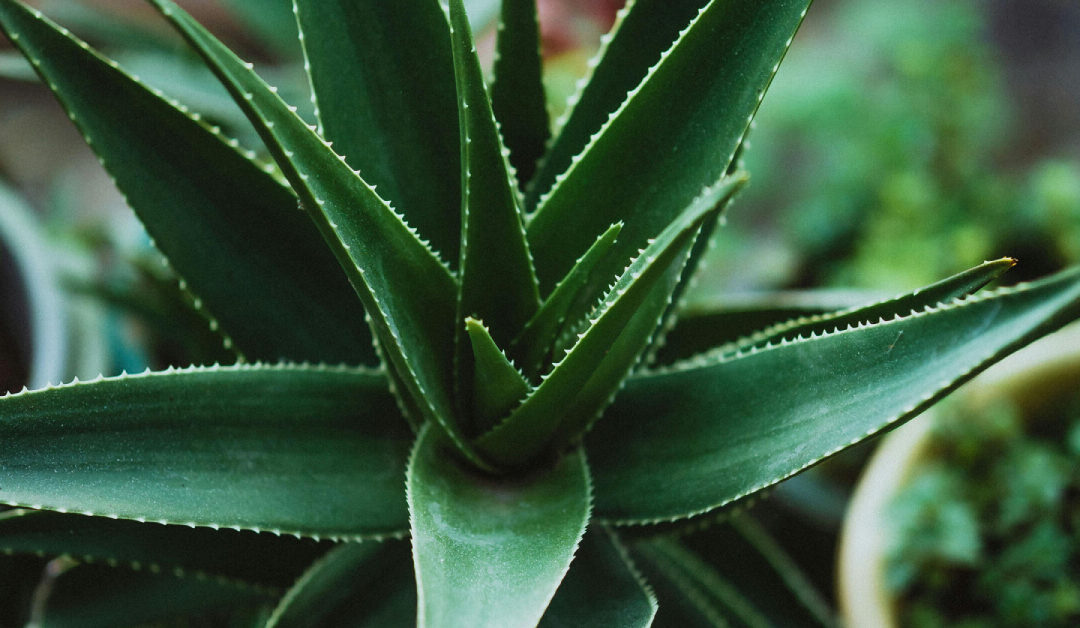 Aloe Vera