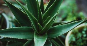 Aloe Vera: Complete Care Guide for Indoor Growing