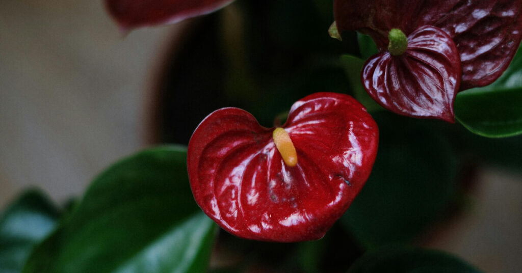 Anthurium Care Guide: Bright Spathes & Tropical Vibes