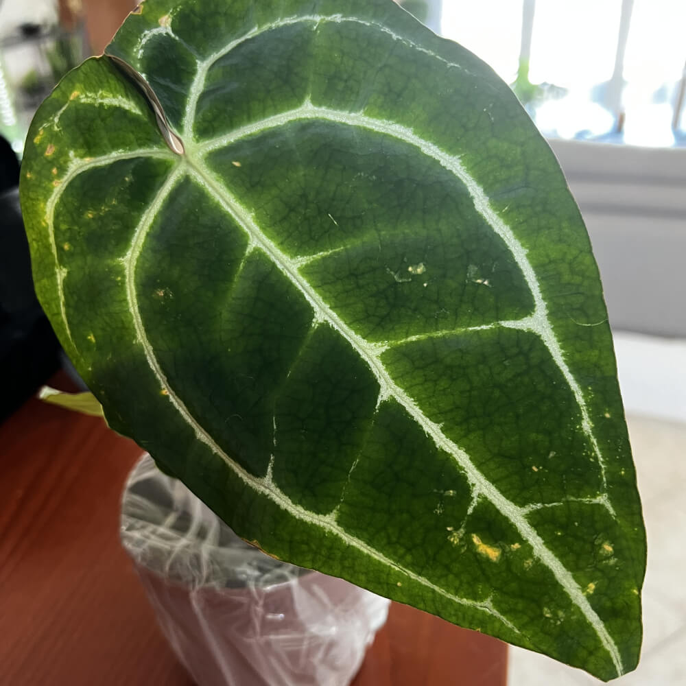 Anthurium Clarinervium (Velvet Cardboard Plant)