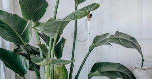 The Majestic Bird of Paradise: Tropical Grandeur for Your Home