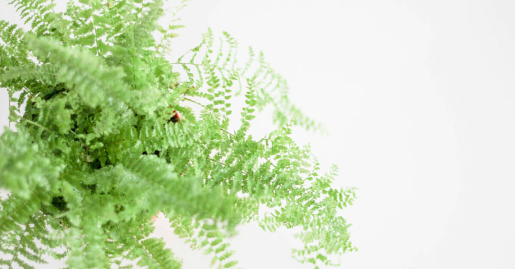 Boston Fern: The Lush Victorian Classic