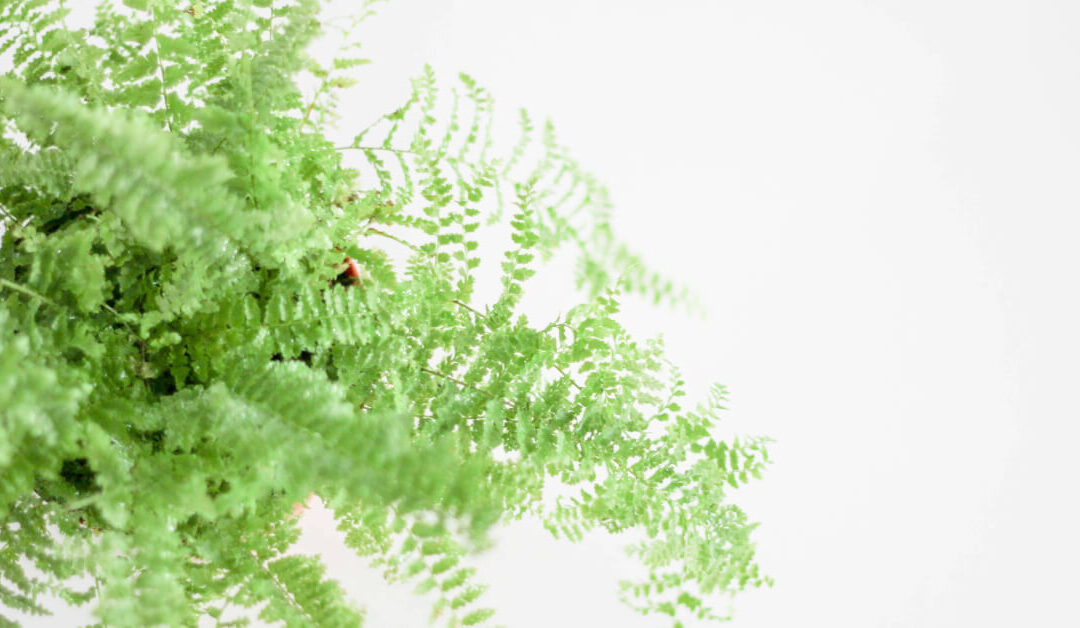 Boston Fern