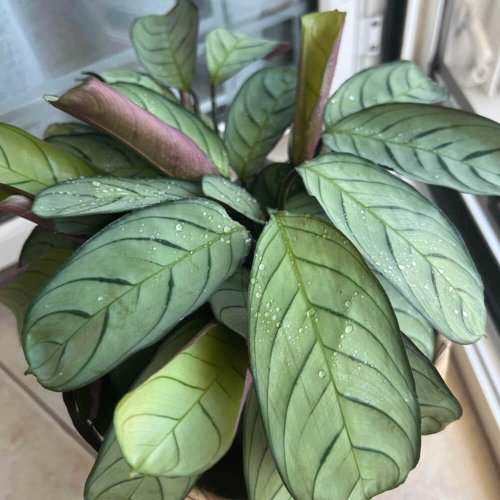 Calathea (Prayer Plant)