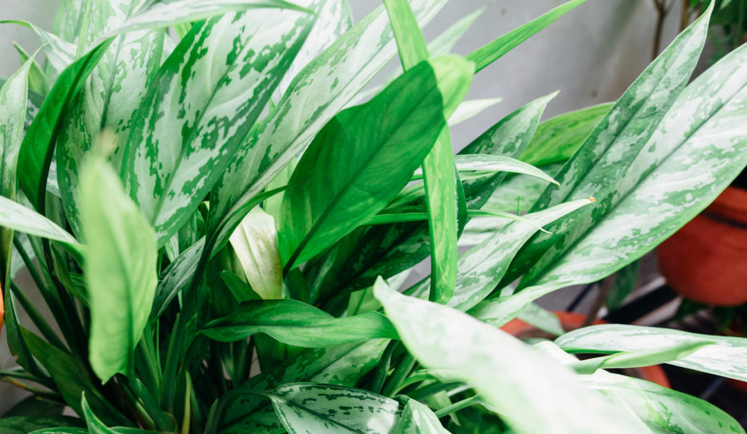 Chinese Evergreen