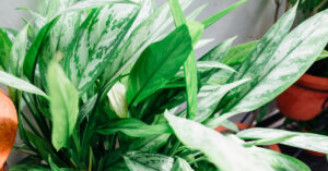 Chinese Evergreen: The Colorful Champion of Low Light