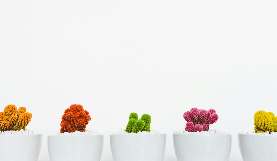 Color Theory in Plant Design: Foliage, Pots, and Room Harmony