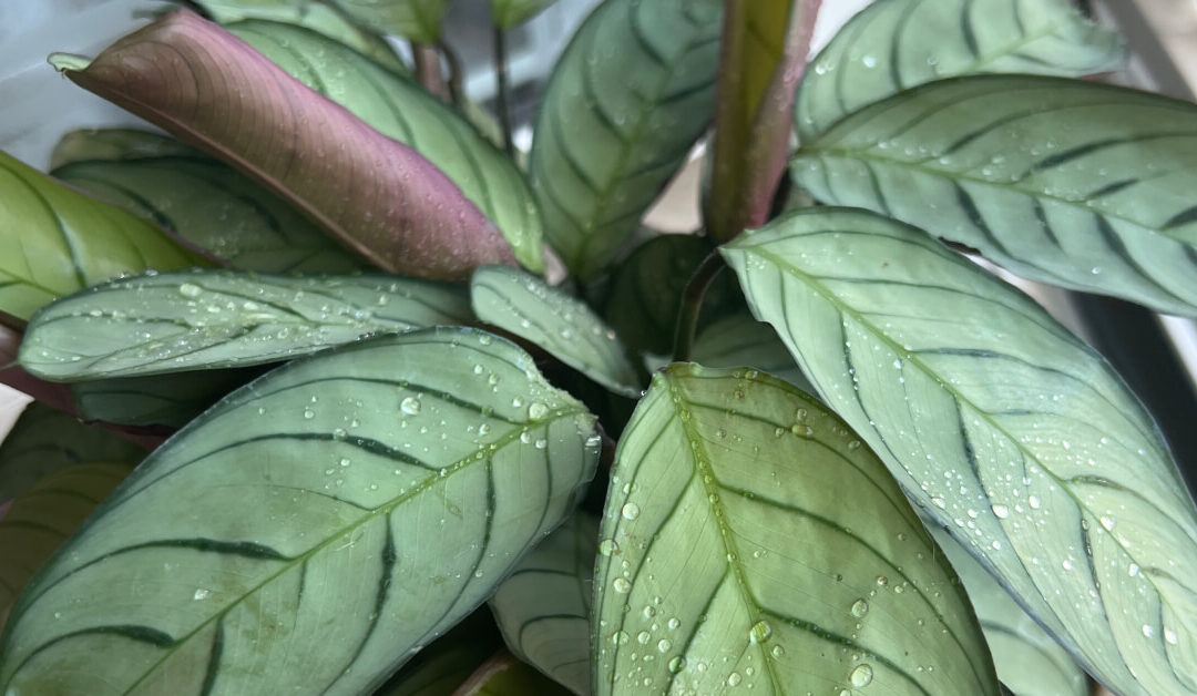 5 Beautiful Houseplants I Regret Buying (And Why They Didn’t Work for Me)