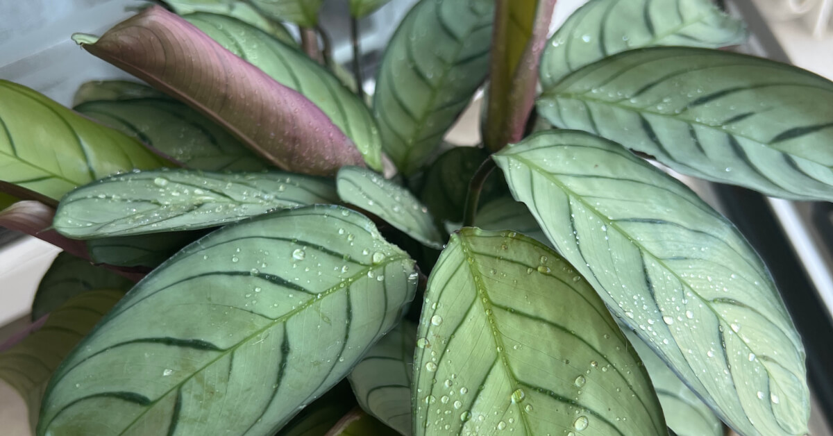 5 Popular Indoor Plants That Died on Me - What I’d Choose Instead