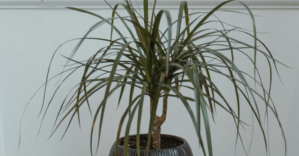 Dracaena: The Elegant Indoor Tree