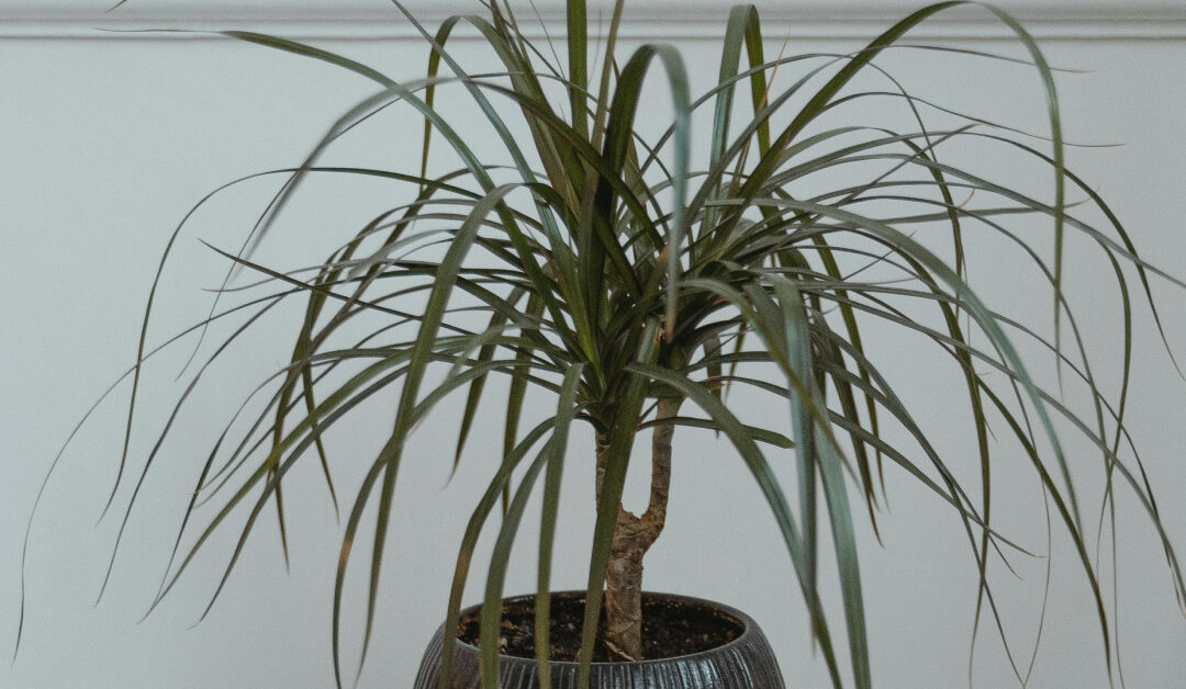 Dracaena
