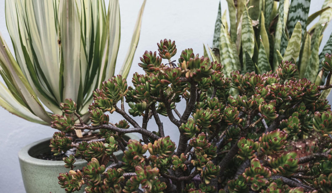 Drought-Tolerant Houseplants: 10 Plants for Busy or Forgetful Owners