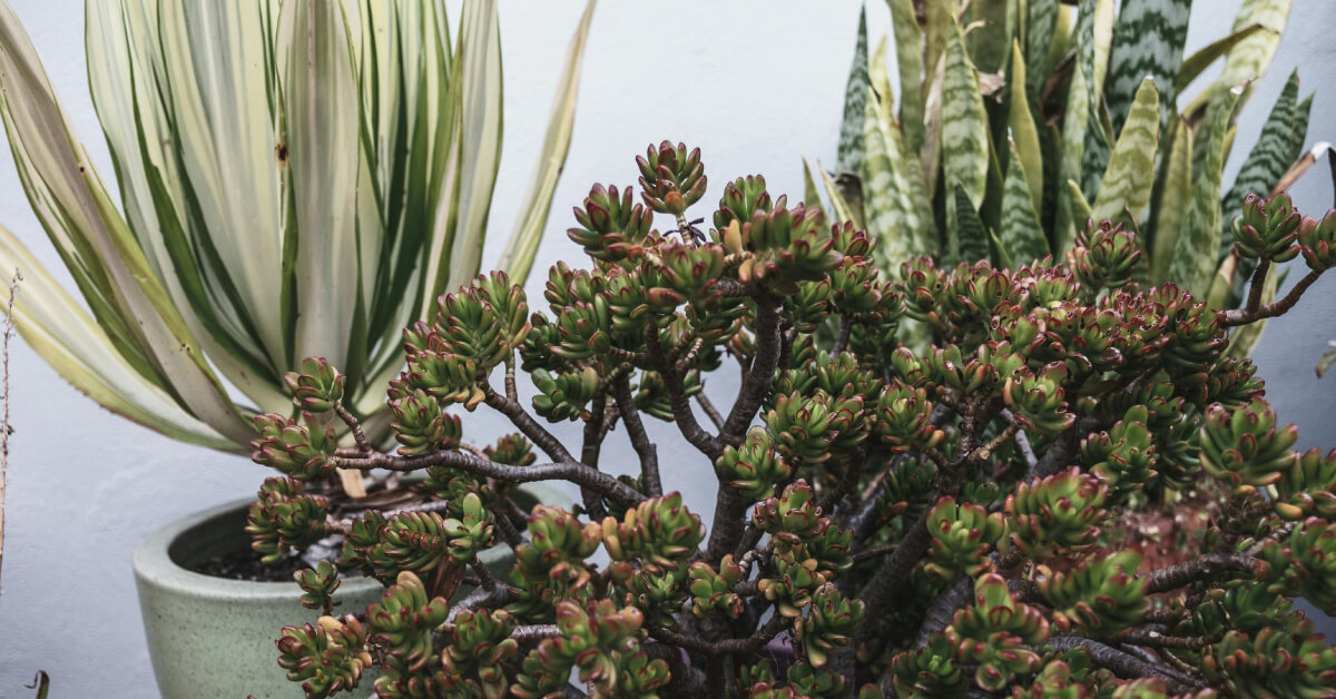Drought-Tolerant Houseplants: 10 Low-Maintenance Plants for Busy Owners