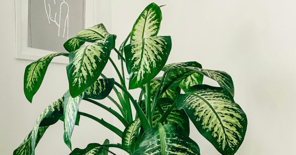 The Striking Dumb Cane: A Bold Statement of Tropical Foliage