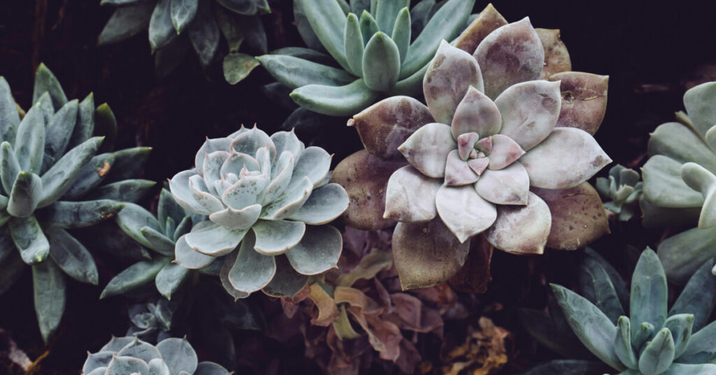 Echeveria Care Guide: Growing Perfect Rosette Succulents Indoors