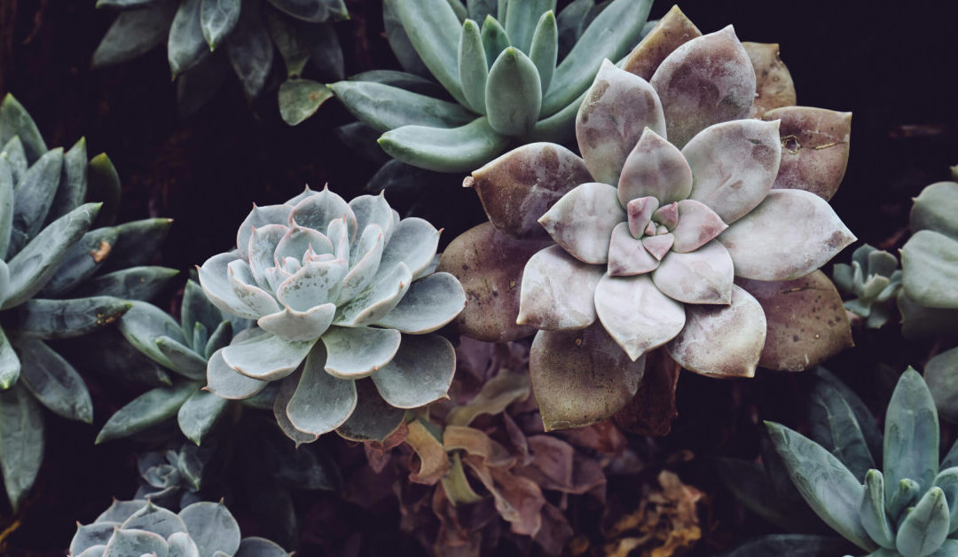 Echeveria