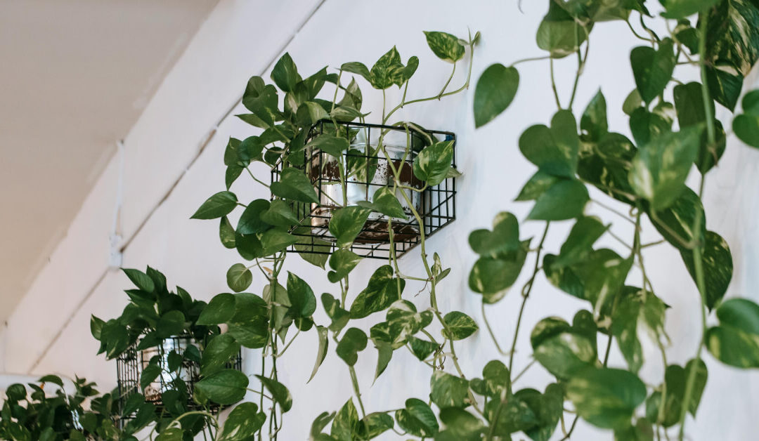 Fast-Growing Houseplants: Quick Results for Impatient Gardeners