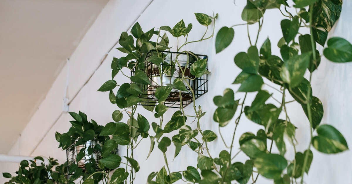 Fast-Growing Houseplants: Quick Results for Impatient Gardeners