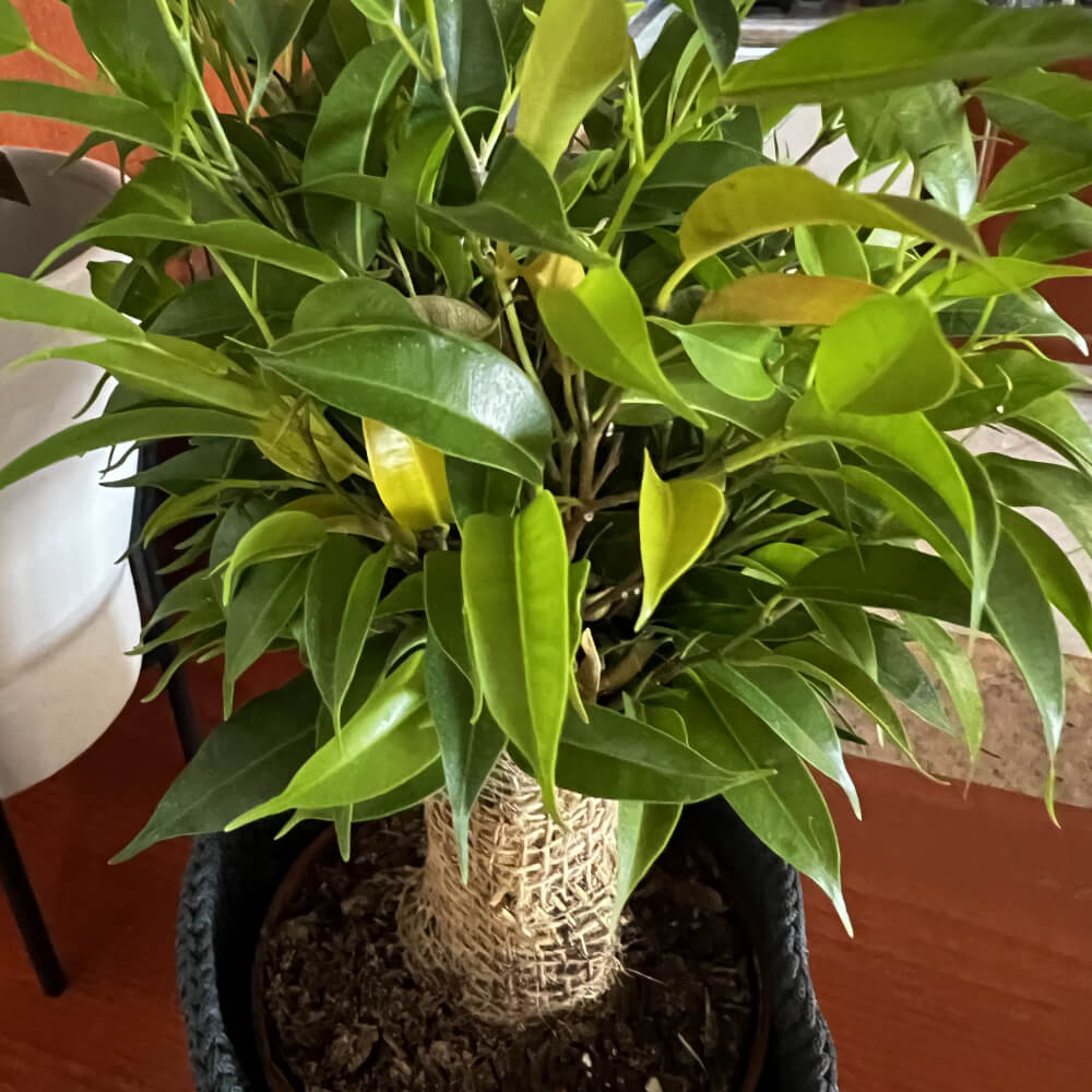 Ficus Benjamina (Weeping Fig)