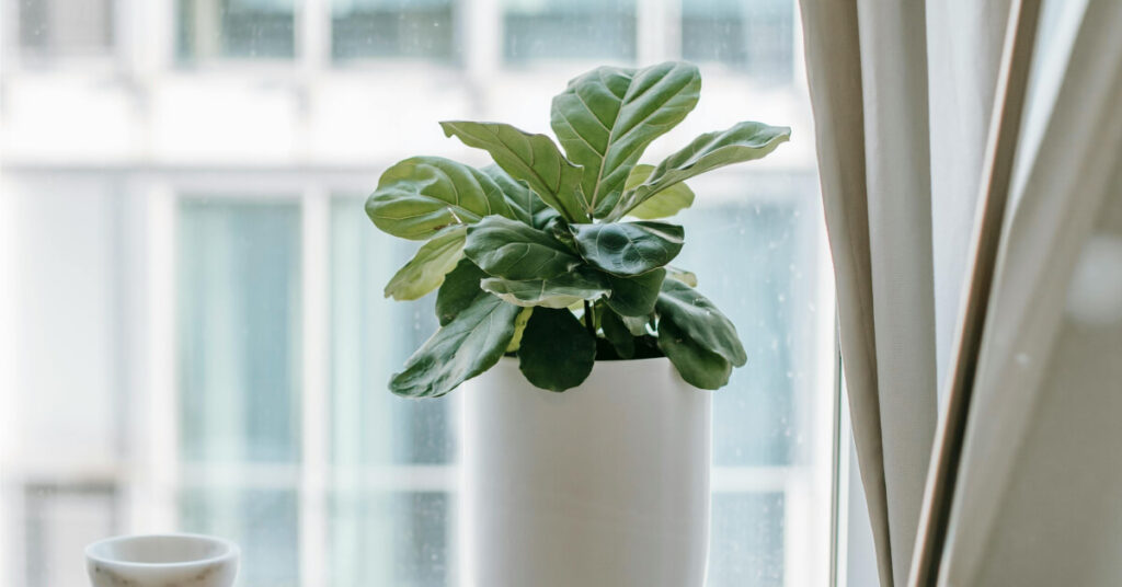 Fiddle Leaf Fig: The Statement Plant That Commands Attention