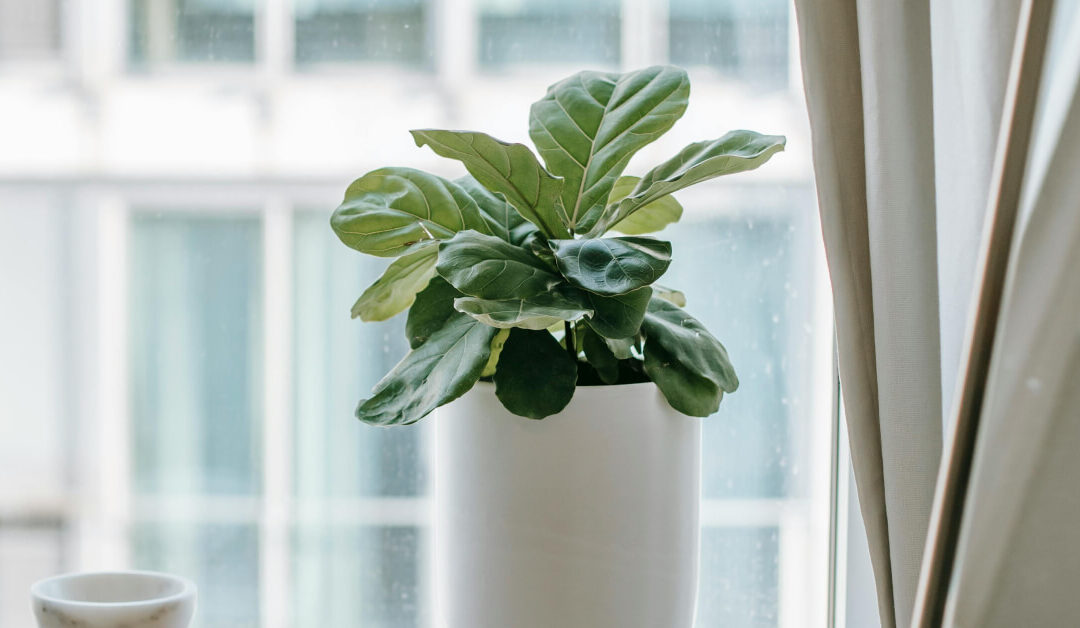 Fiddle Leaf Fig