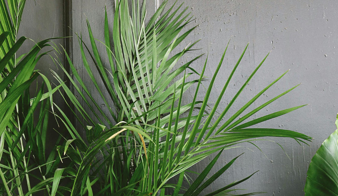 High-Humidity Lovers: Tropical Plants That Thrive in Steamy Conditions