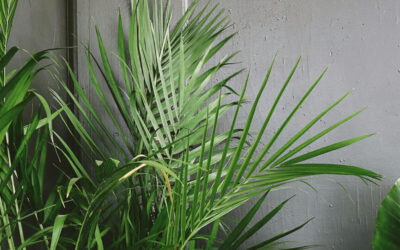 High-Humidity Lovers: Tropical Plants That Thrive in Steamy Conditions