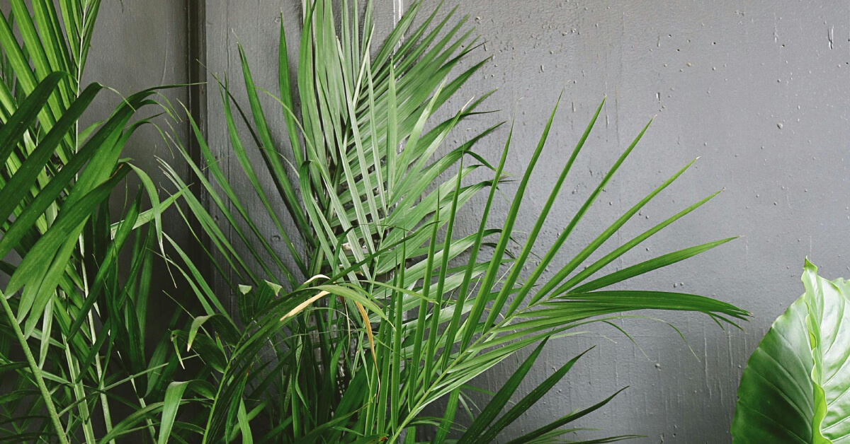 High-Humidity Plants: Tropical Houseplants for Steamy Conditions