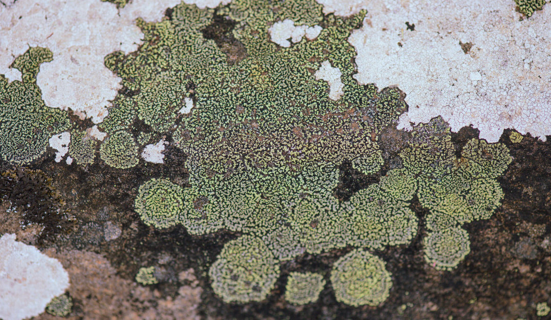 The Microbiome of Houseplants: Beneficial Bacteria and Fungi