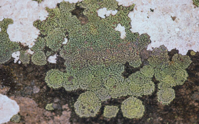 The Microbiome of Houseplants: Beneficial Bacteria and Fungi