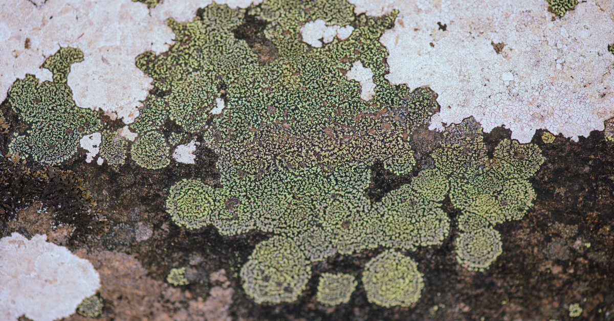 Houseplant Microbiome: Beneficial Bacteria and Fungi for Plant Health