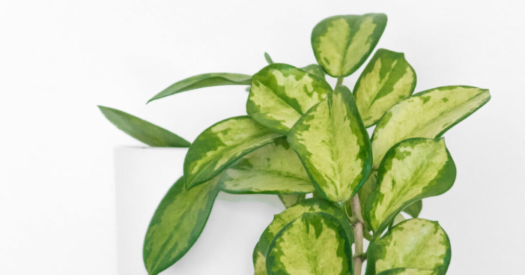 Hoya Plant Care Guide for Indoor Growth