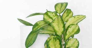 Hoya Plant Care Guide for Indoor Growth
