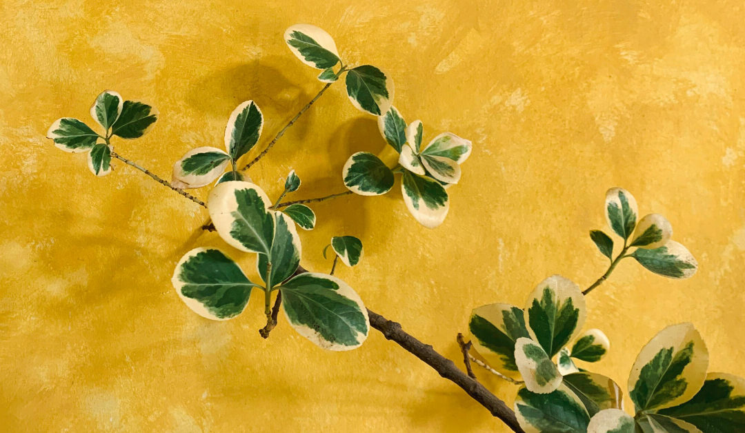 Summer Stress Management: Protecting Indoor Plants from Heat