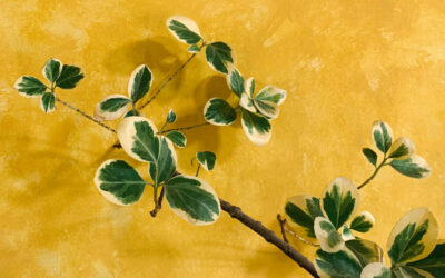 Summer Stress Management: Protecting Indoor Plants from Heat