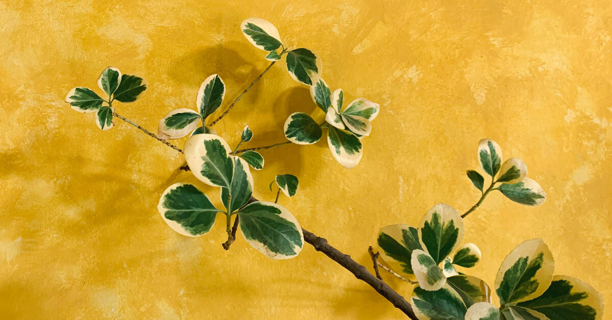 Summer Stress Management: Protecting Indoor Plants from Heat Damage