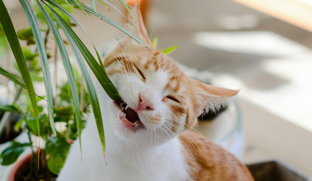 Indoor Plant Toxicity: Safety for Cats