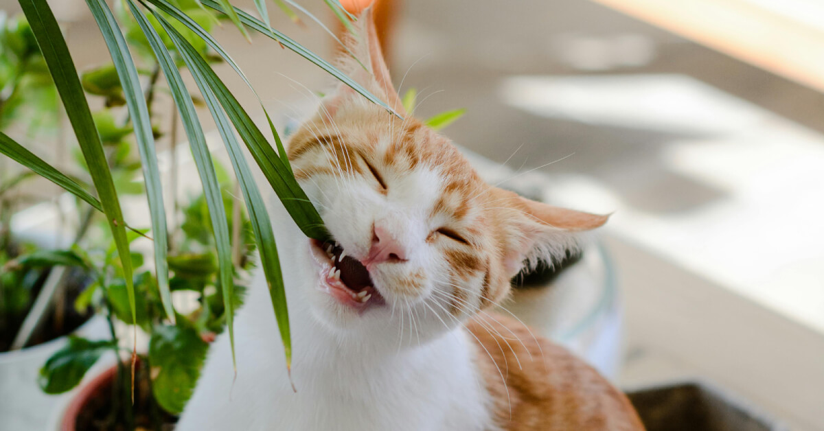 Indoor Plant Toxicity: Complete Safety Guide for Cat Owners
