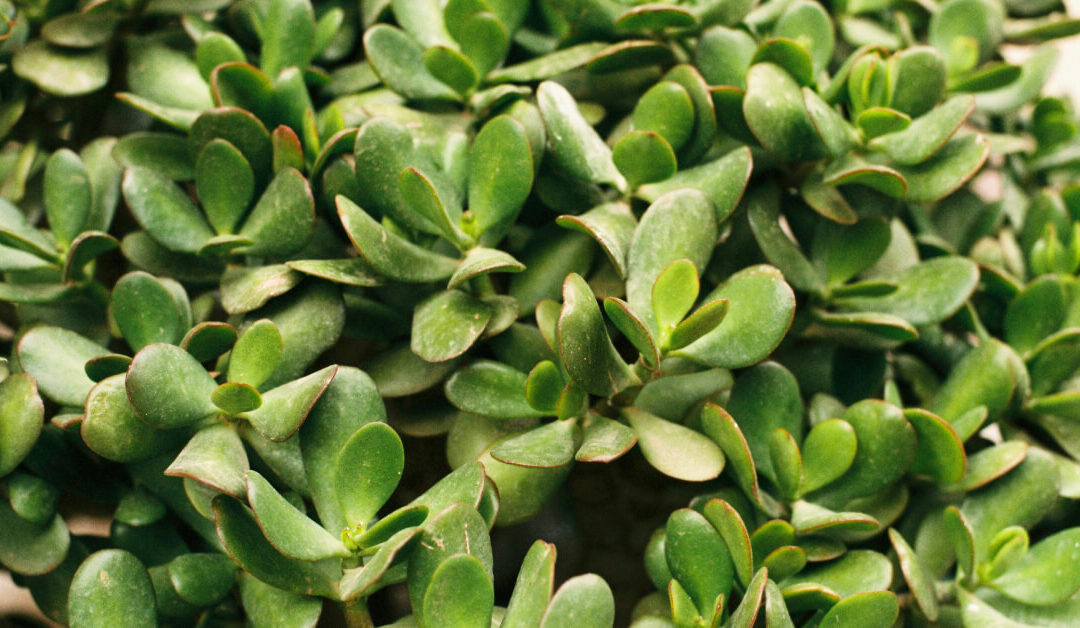 Jade Plant