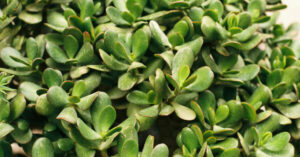 Jade Plant: A Resilient Succulent That Brings Structure and Simplicity